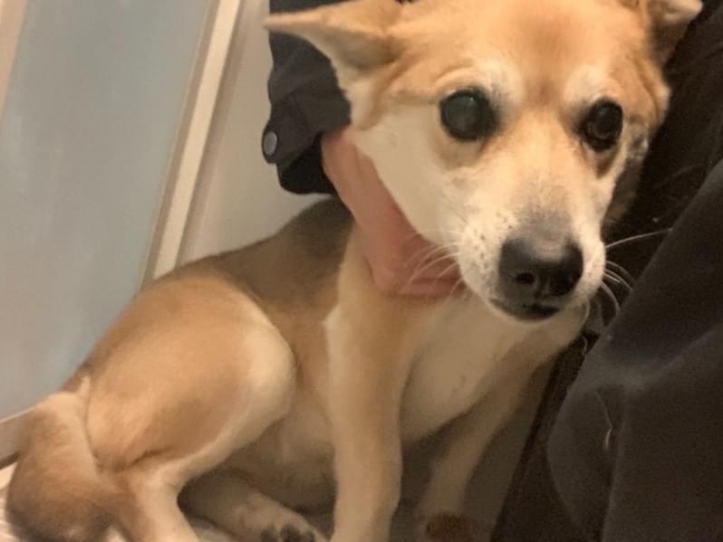 保護された犬 保護された犬