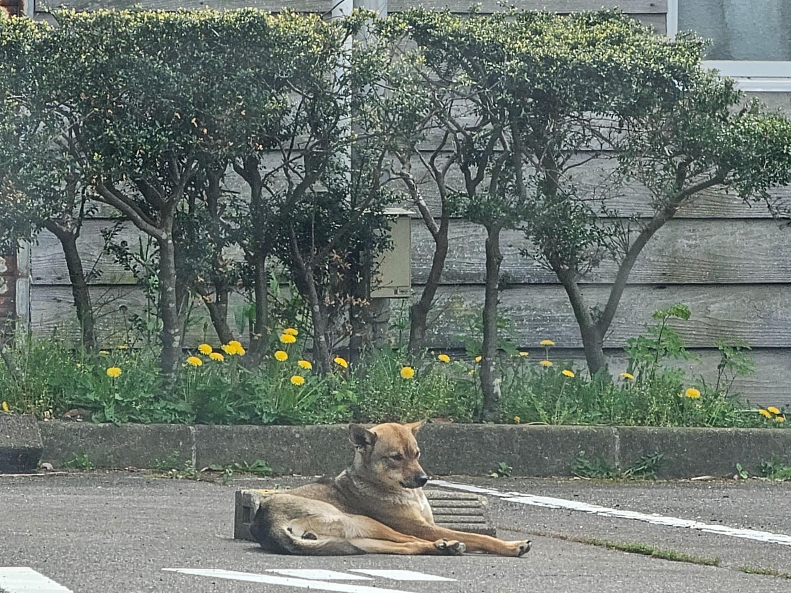 目撃された犬 目撃された犬