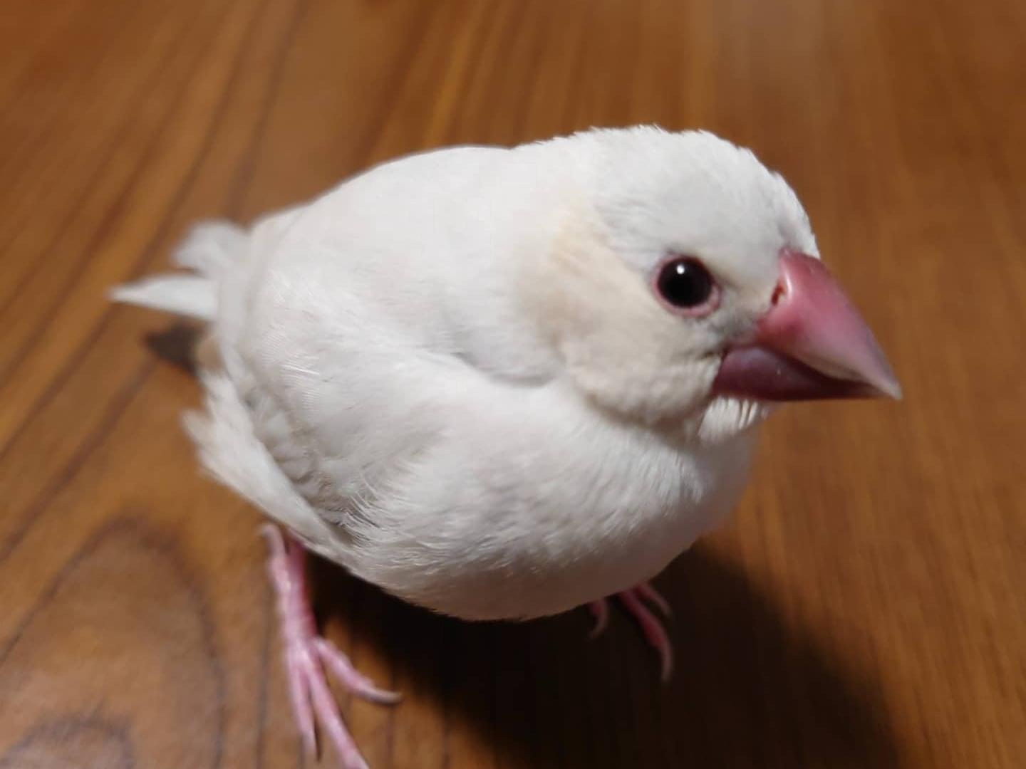 ぎんちゃん ぎんちゃん
