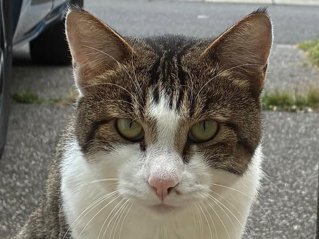 目撃された猫 目撃された猫