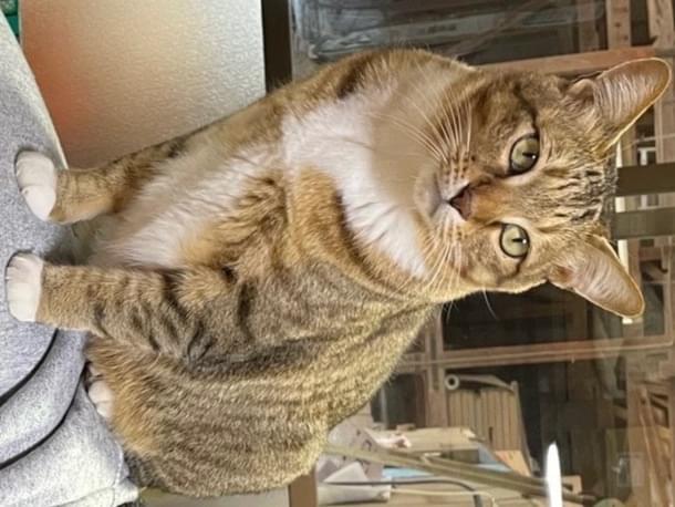 シャーちゃん シャーちゃん