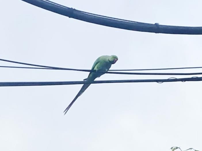 目撃された鳥 目撃された鳥