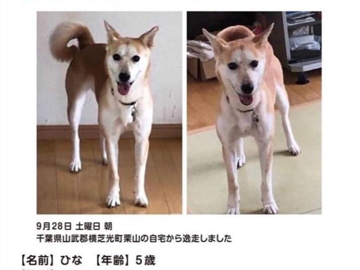 ひなちゃん ひなちゃん
