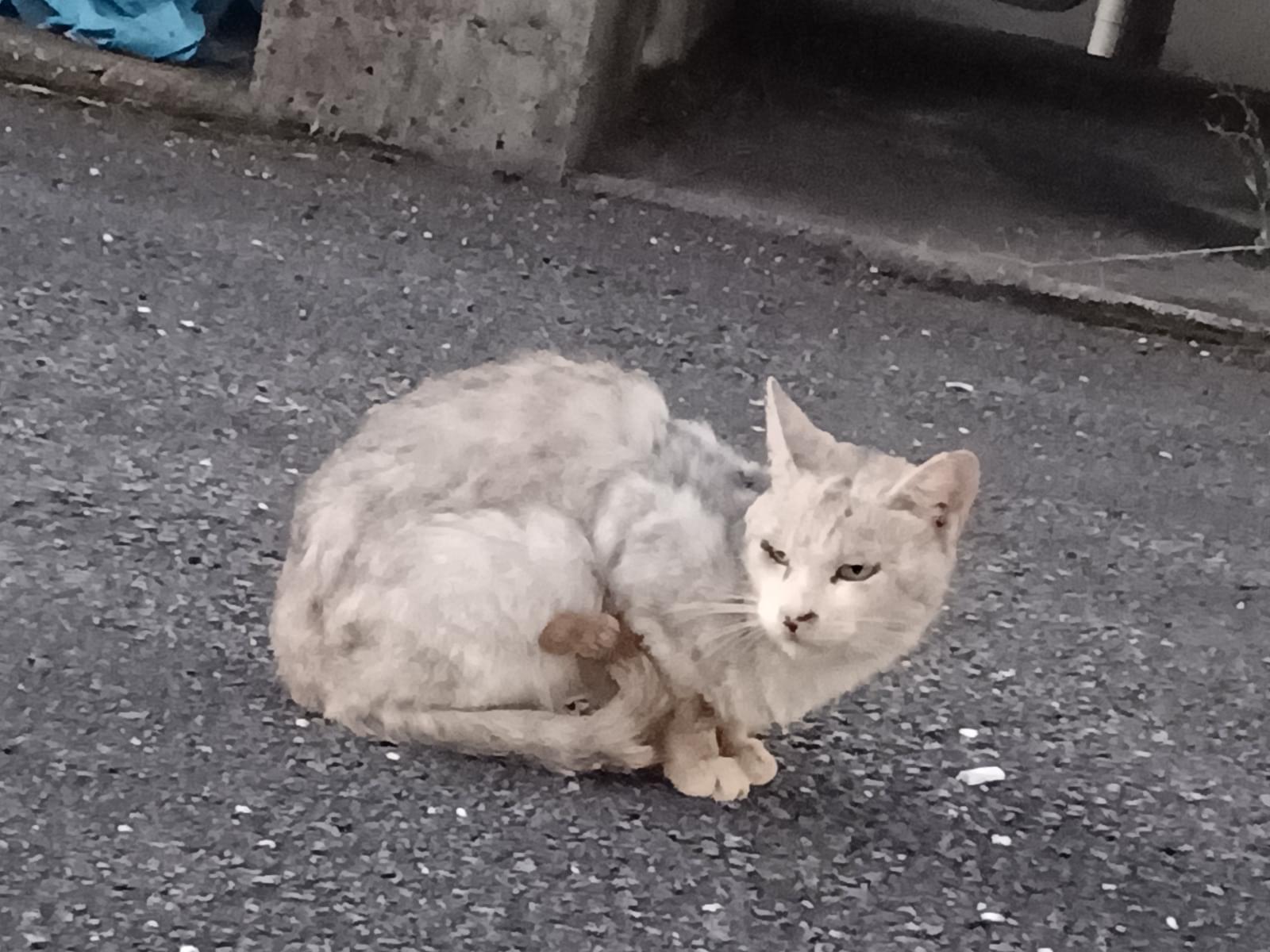 目撃された猫 目撃された猫