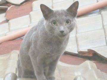 目撃された猫 目撃された猫