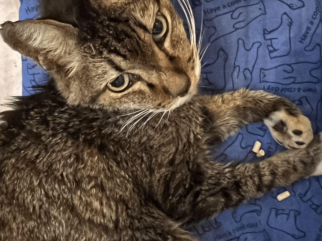 保護された猫 保護された猫