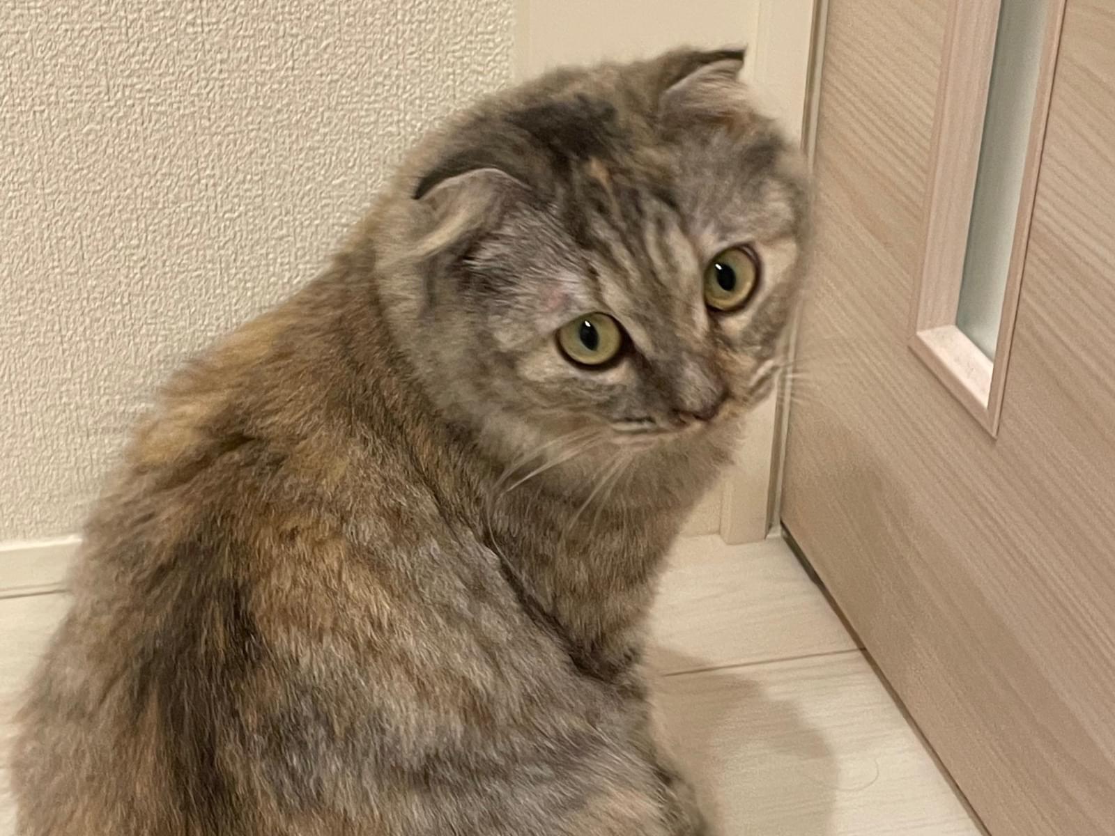 保護された猫 保護された猫