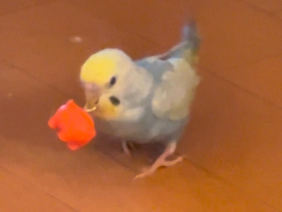 あおちゃん あおちゃん