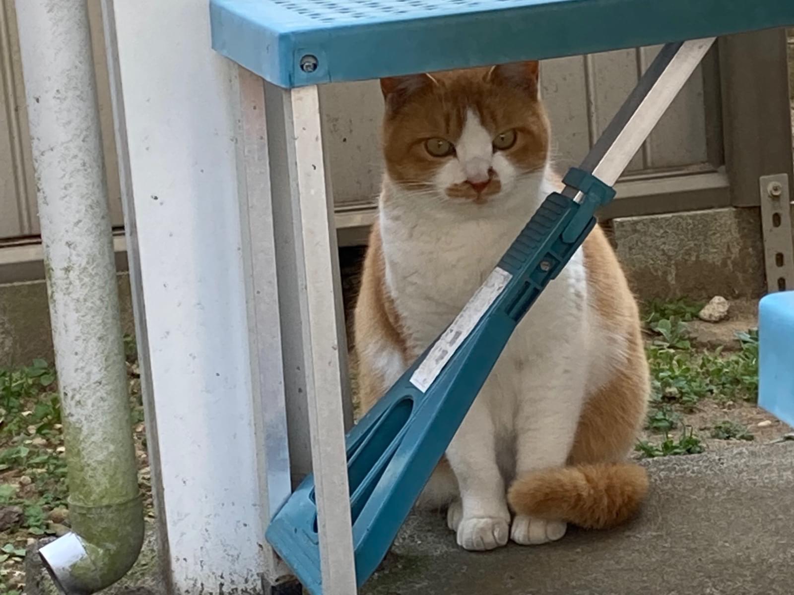 目撃された猫 目撃された猫