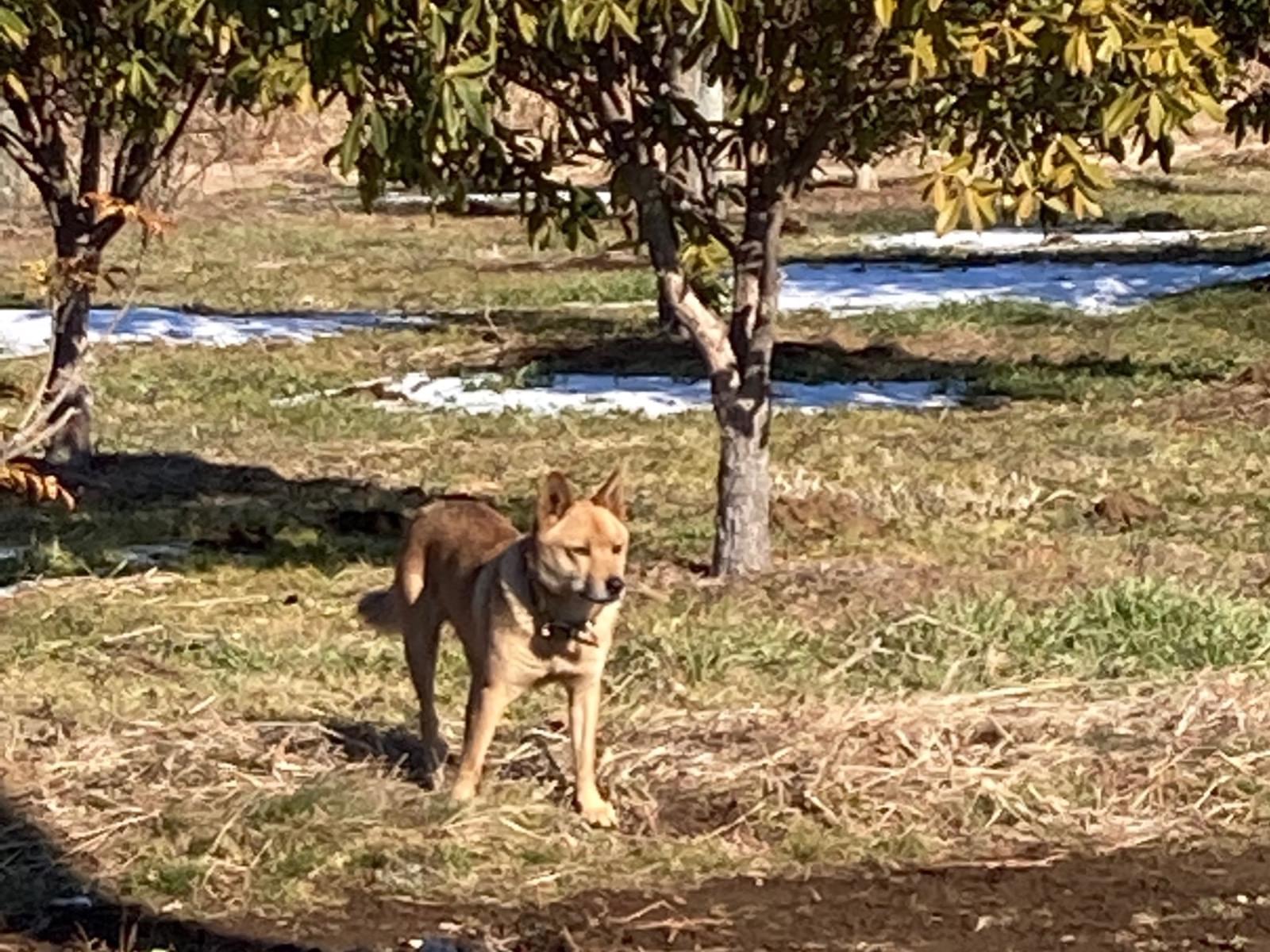 目撃された犬 目撃された犬