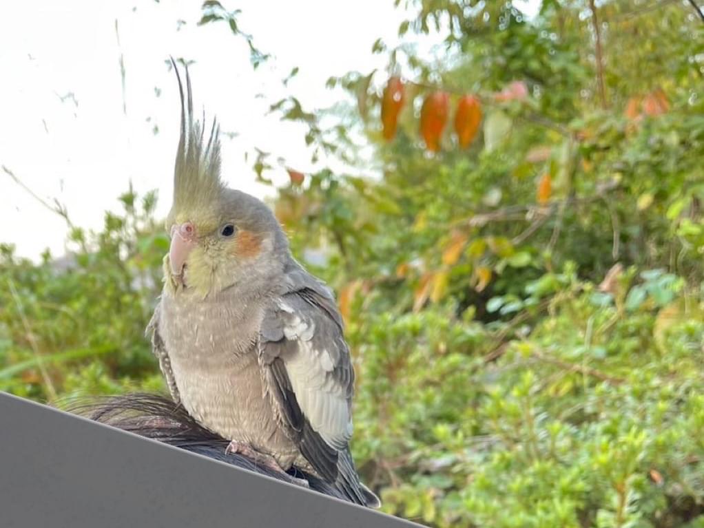 目撃された鳥 目撃された鳥