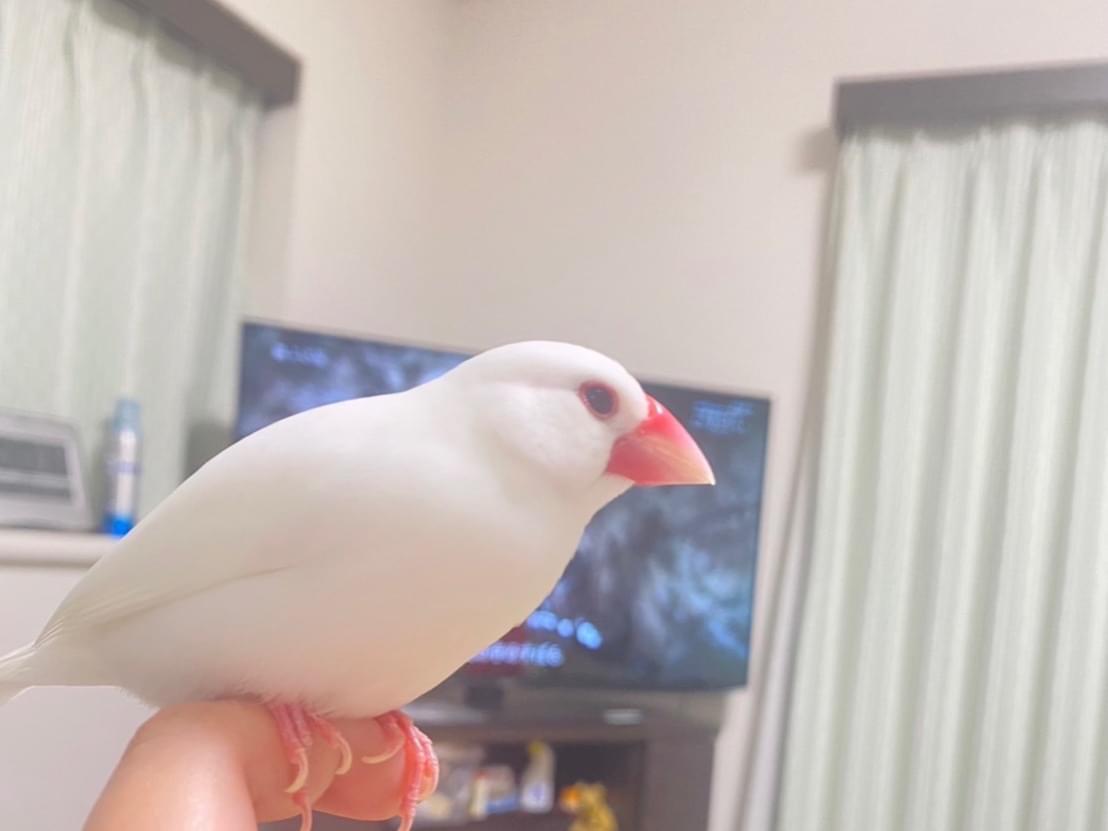 保護された鳥 保護された鳥