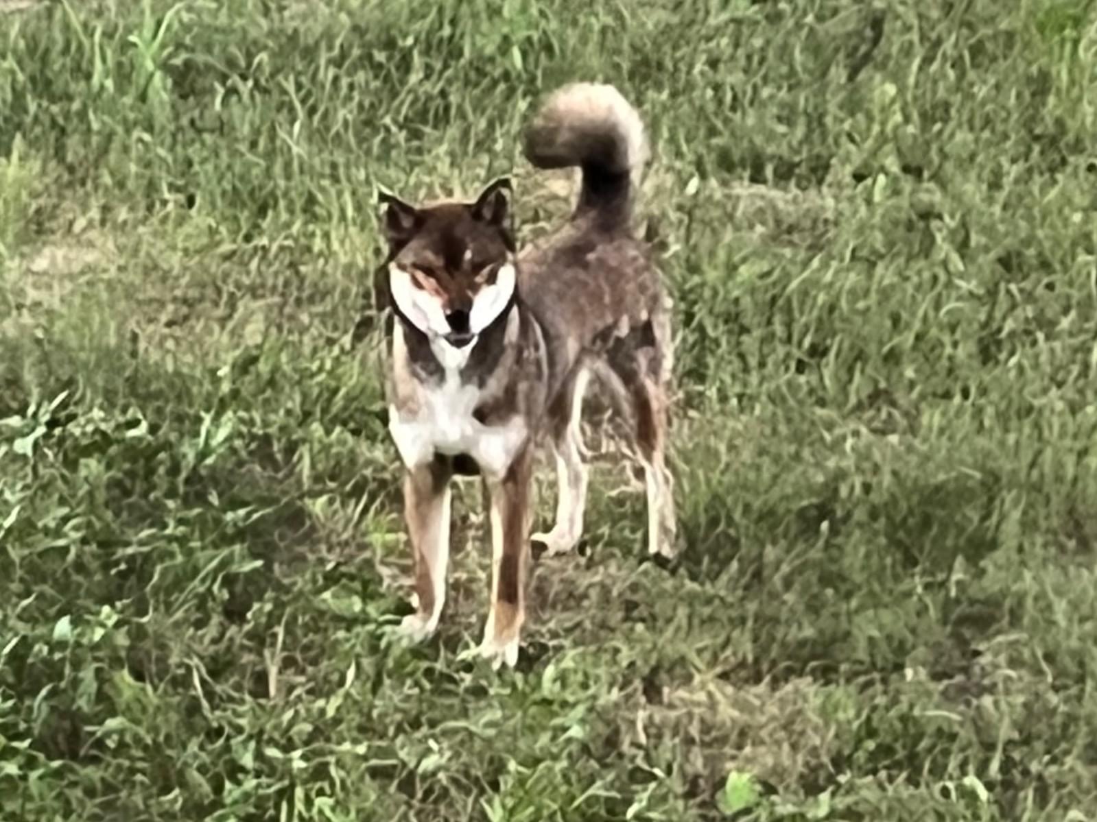 目撃された犬 目撃された犬