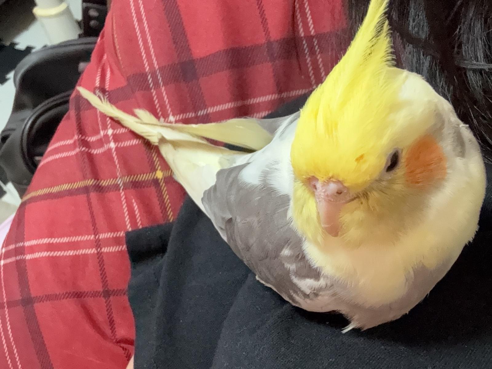 シフォンちゃん シフォンちゃん