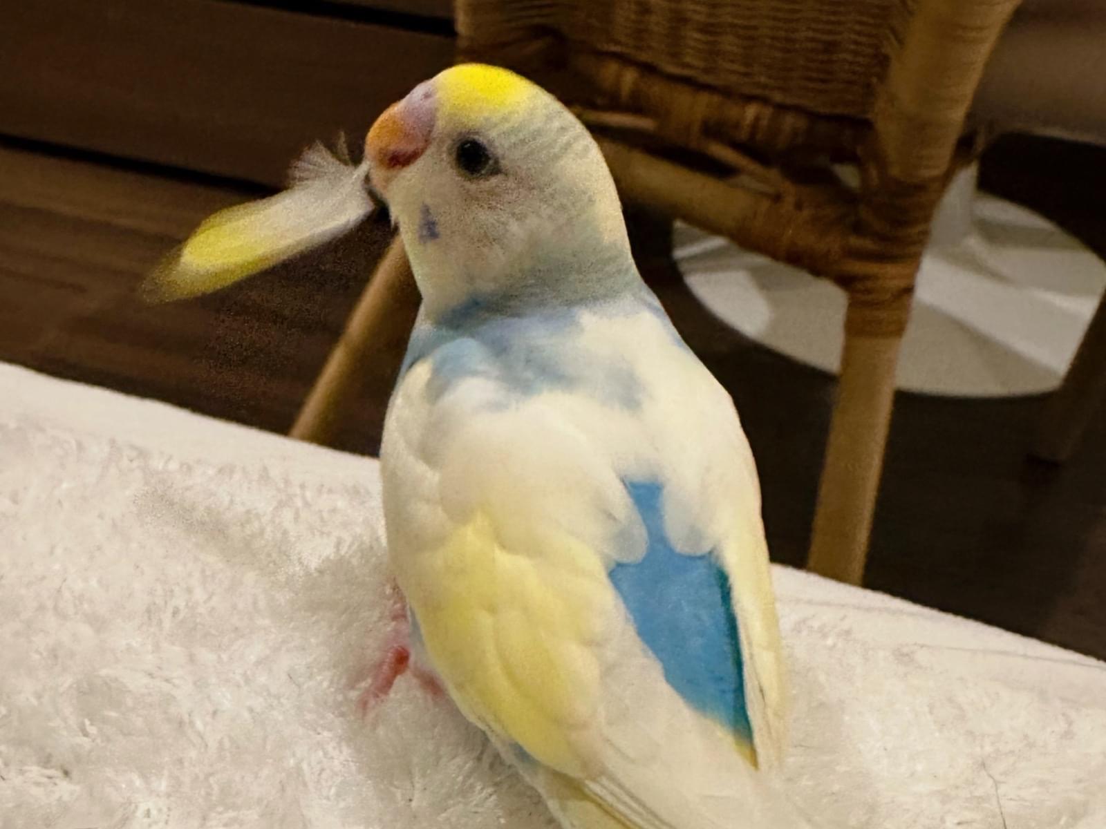 エンジェルちゃん エンジェルちゃん