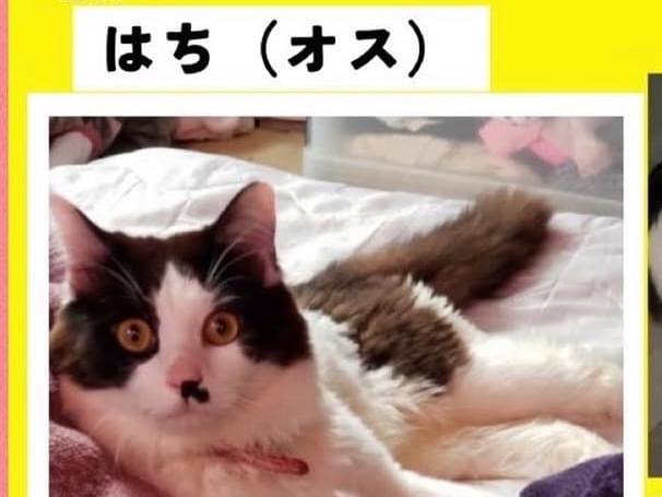 保護された猫 保護された猫