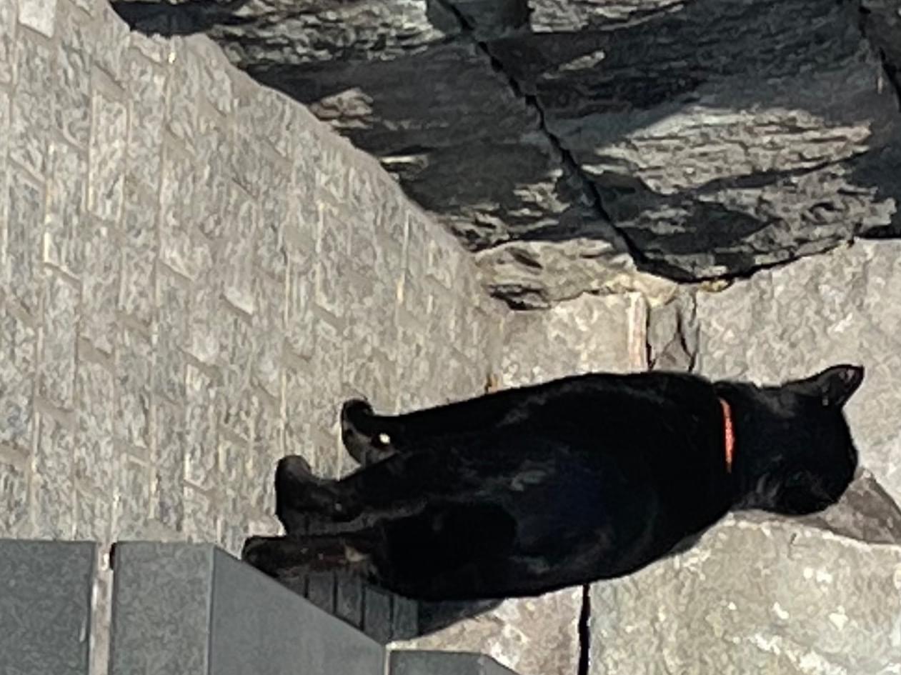 目撃された猫 目撃された猫