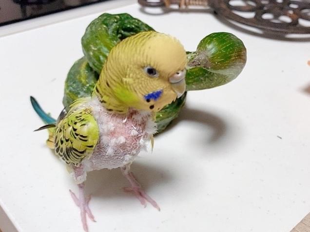 ぴーちゃん ぴーちゃん