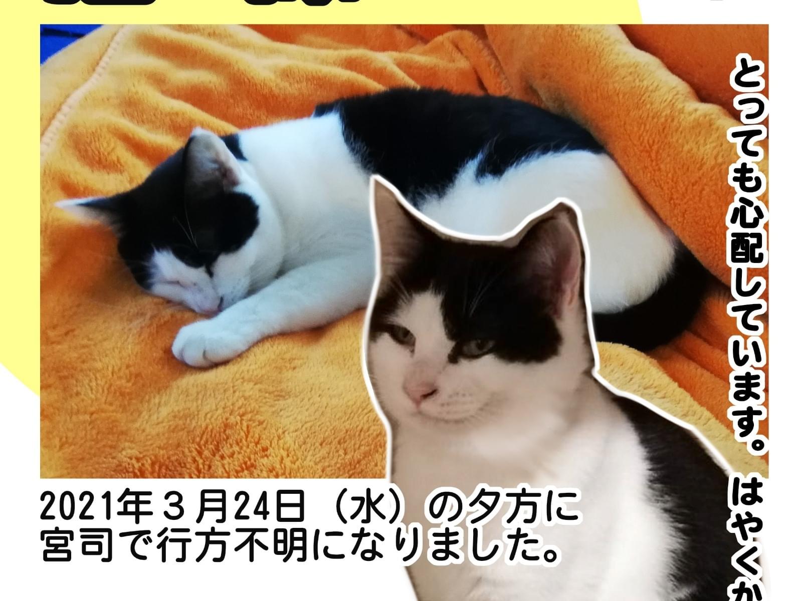 アーティスト　大きなハチワレ猫ちゃん ドンキ Line Pay ちゃん(ハチワレ) | Cat Space Up T シャツ