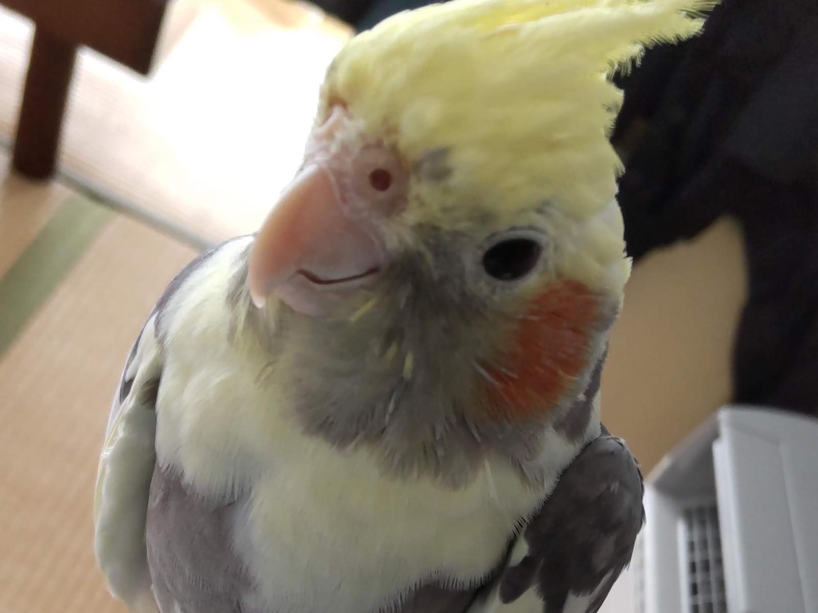 ペンペンちゃん ペンペンちゃん