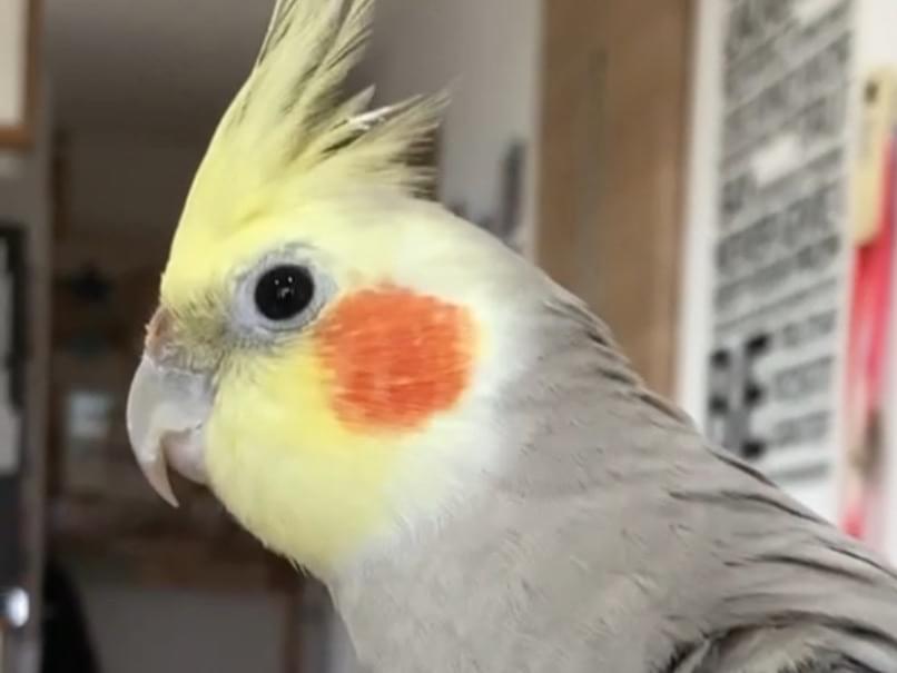 シナモンちゃん シナモンちゃん