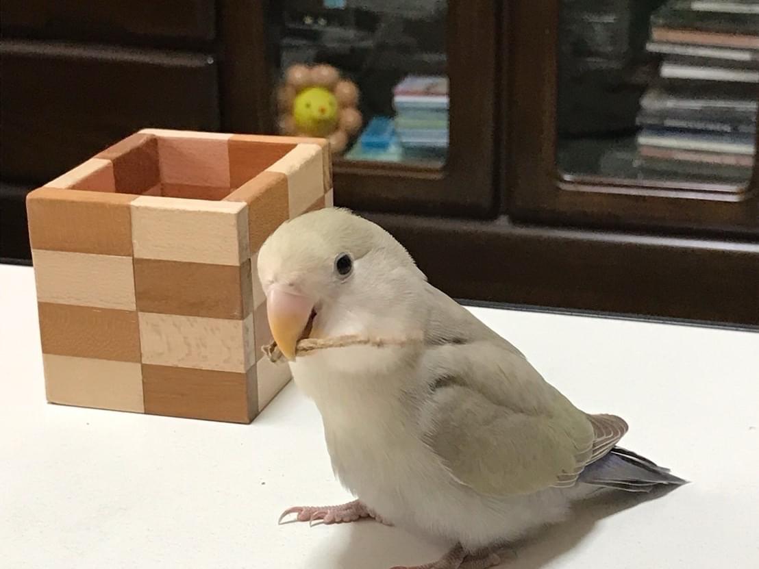 むぎちゃん むぎちゃん
