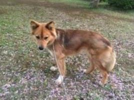 トリちゃん トリちゃん