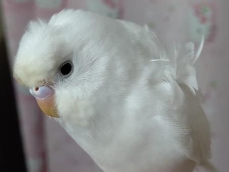 まめちゃん まめちゃん
