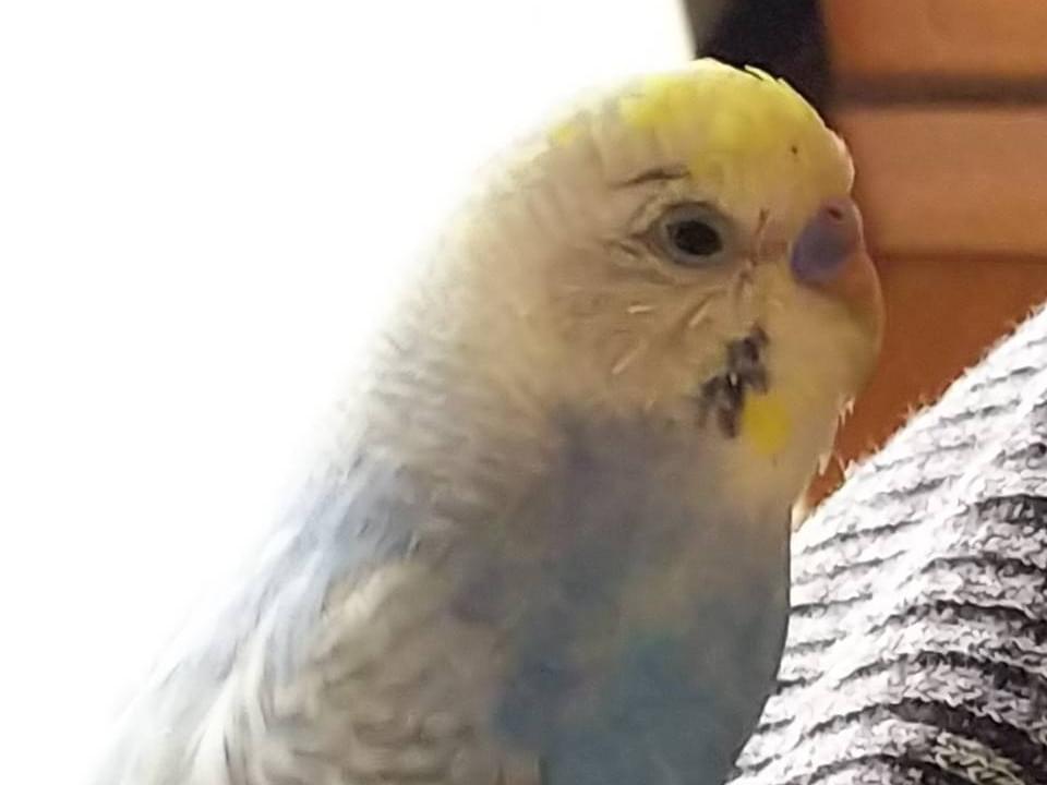 ピーぞうちゃん ピーぞうちゃん