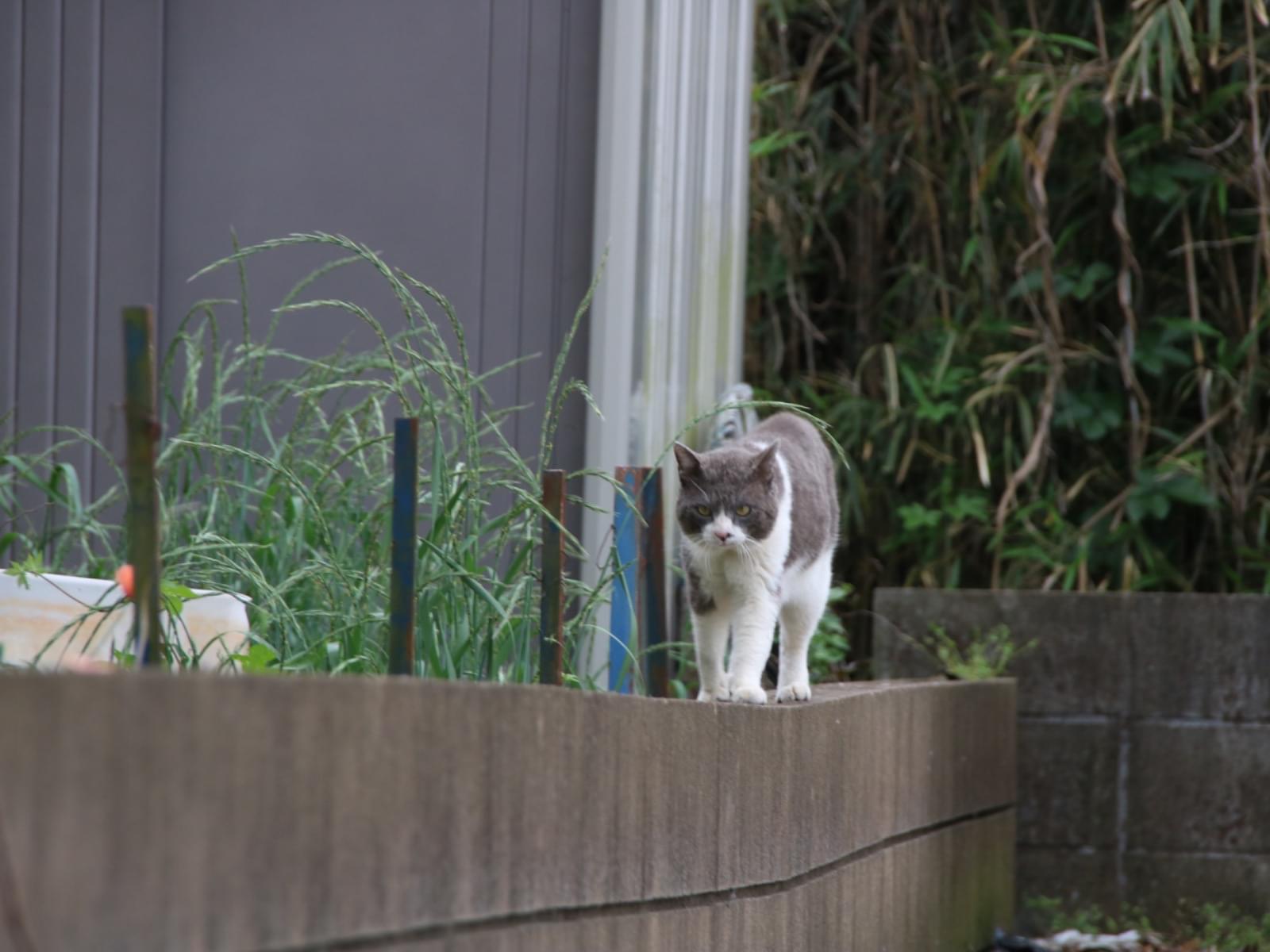 目撃された猫 目撃された猫