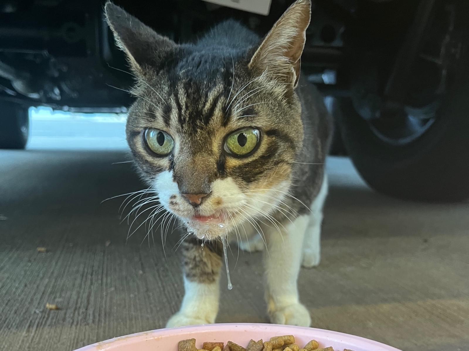 目撃された猫 目撃された猫
