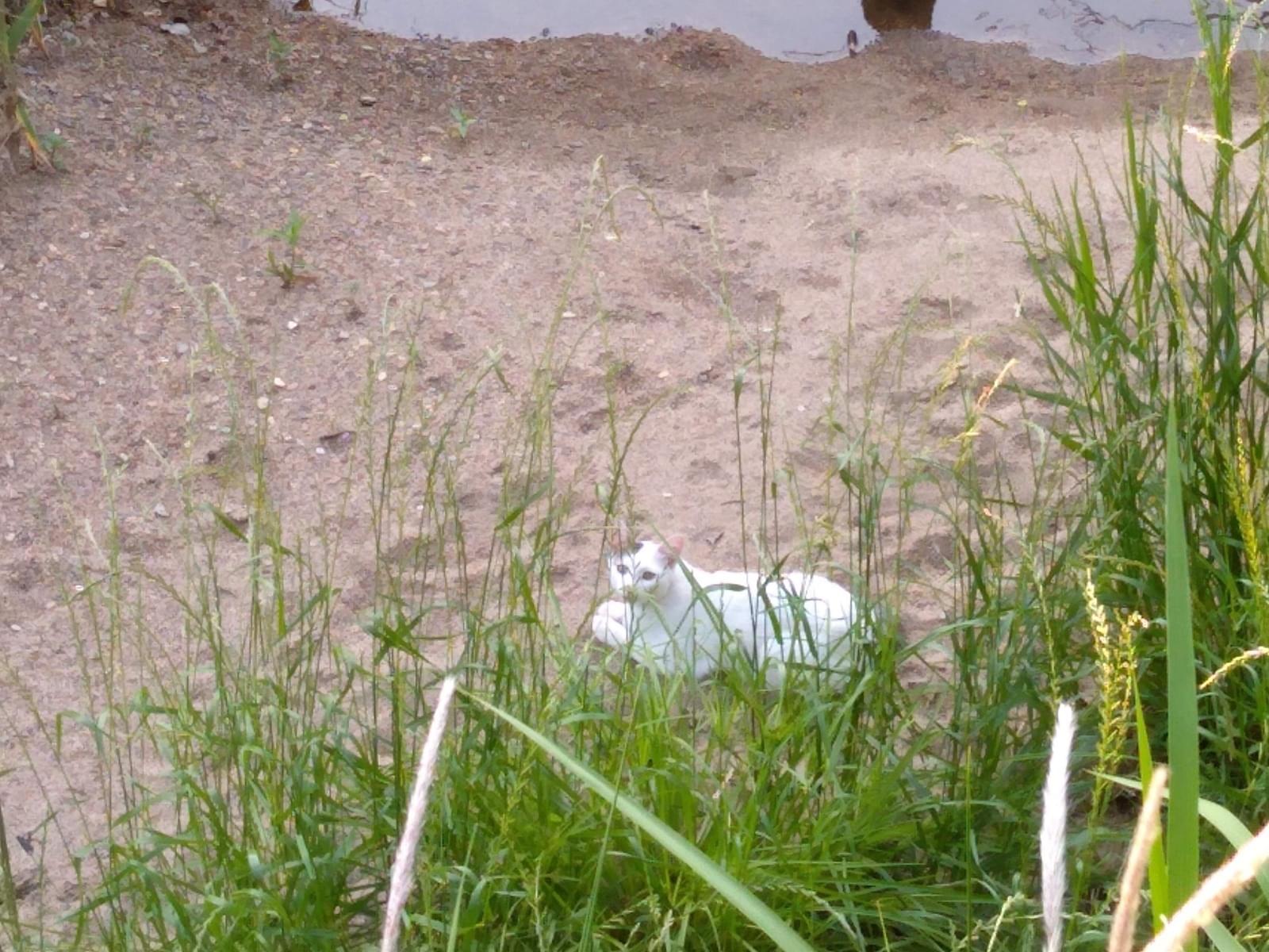 目撃された猫 目撃された猫