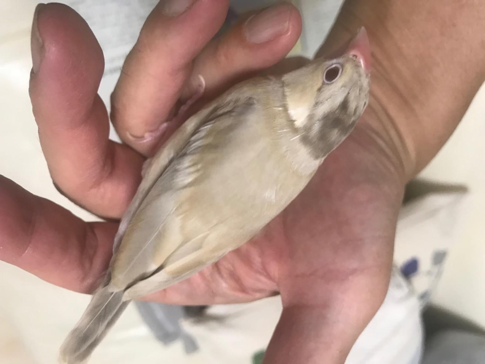 ぴぃちゃん ぴぃちゃん