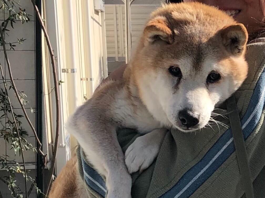 トイチちゃん トイチちゃん