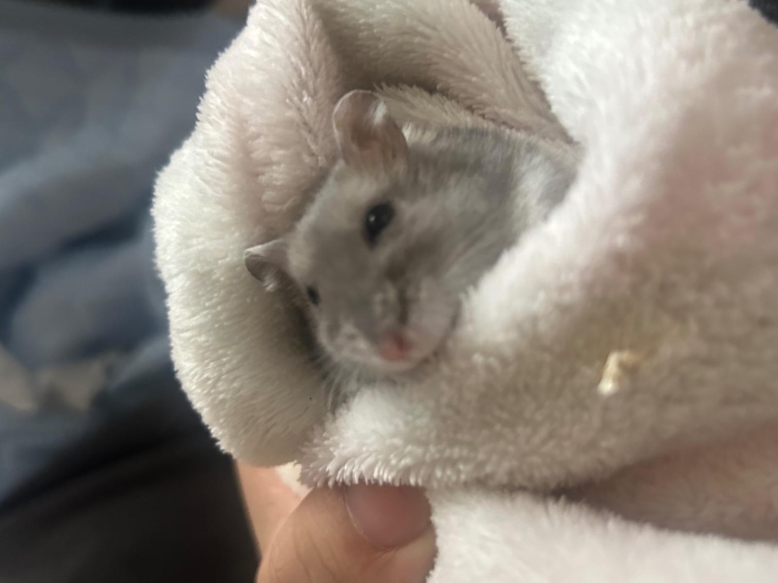 ねむちゃん ねむちゃん
