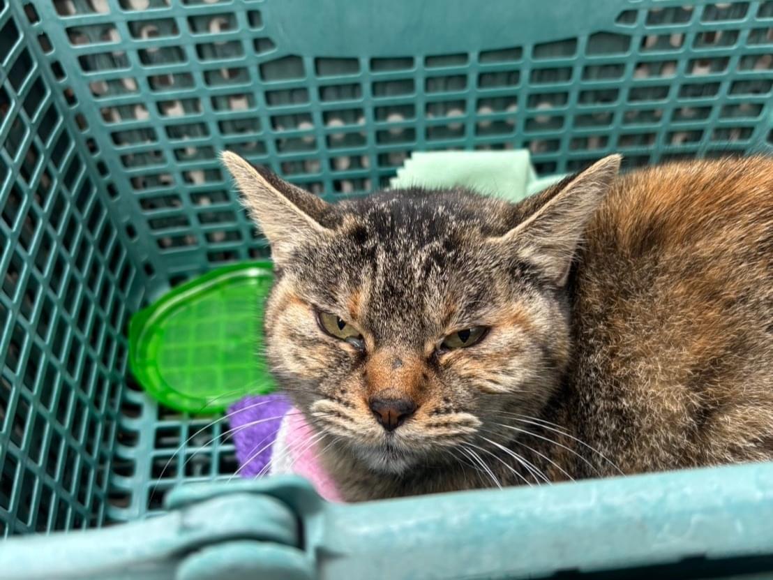 名無しの野良猫ちゃん 名無しの野良猫ちゃん