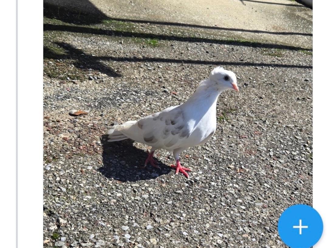迷子になった鳥 迷子になった鳥