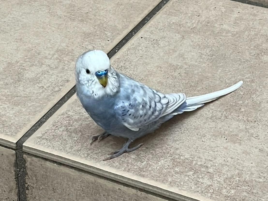 保護された鳥 保護された鳥