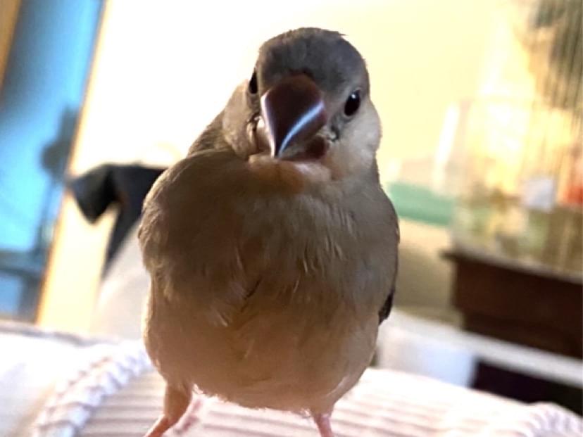 ムギちゃん ムギちゃん