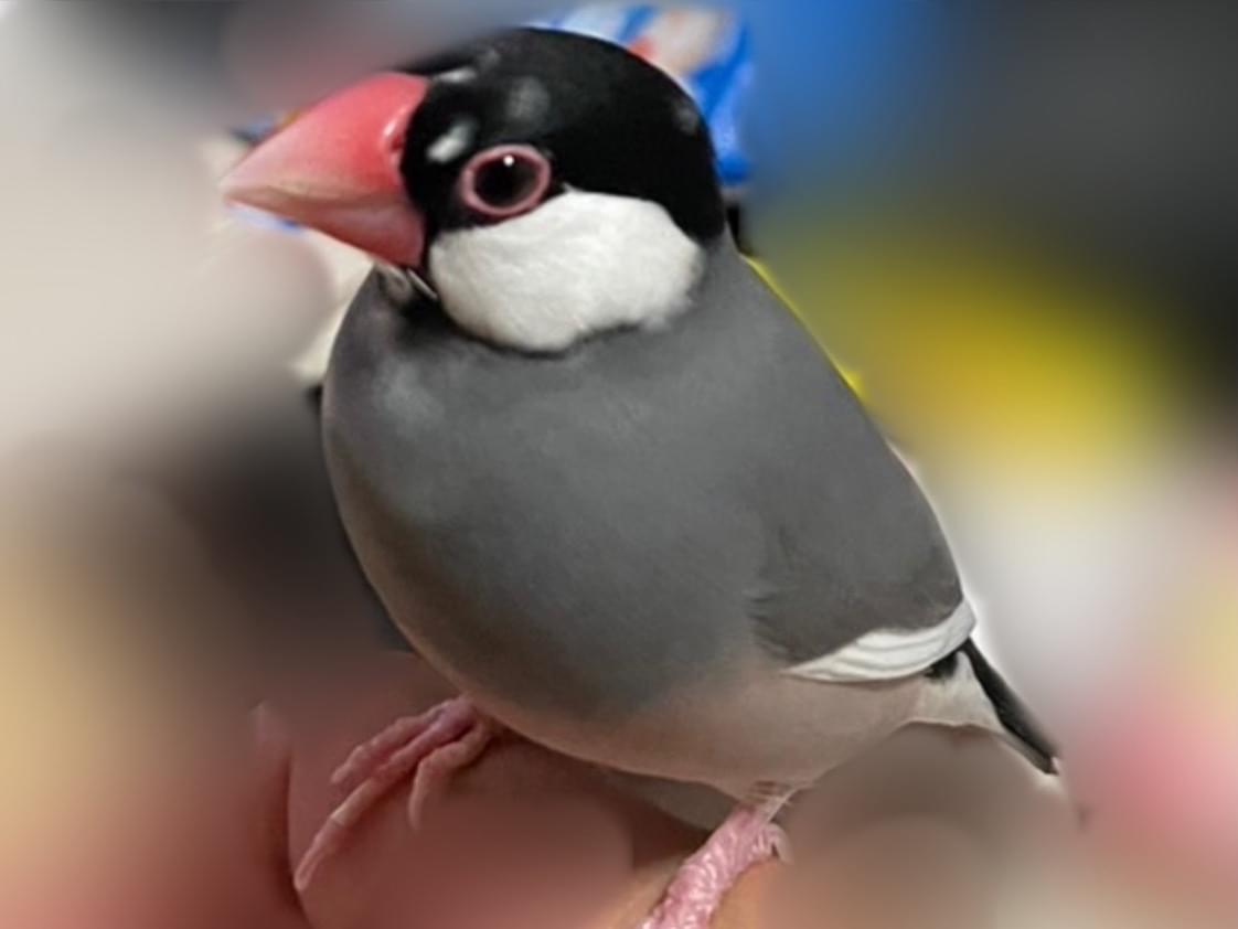 さくらちゃん さくらちゃん