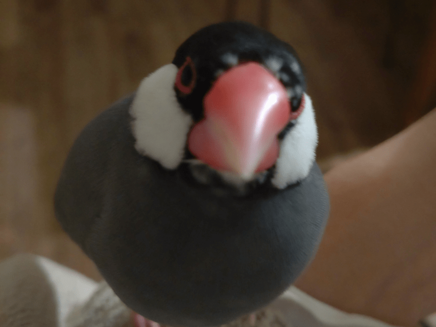 はるちゃん はるちゃん