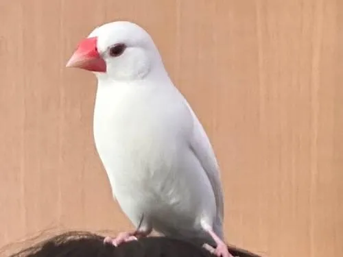 【コメント閲覧用】文鳥 白 白文鳥探してます