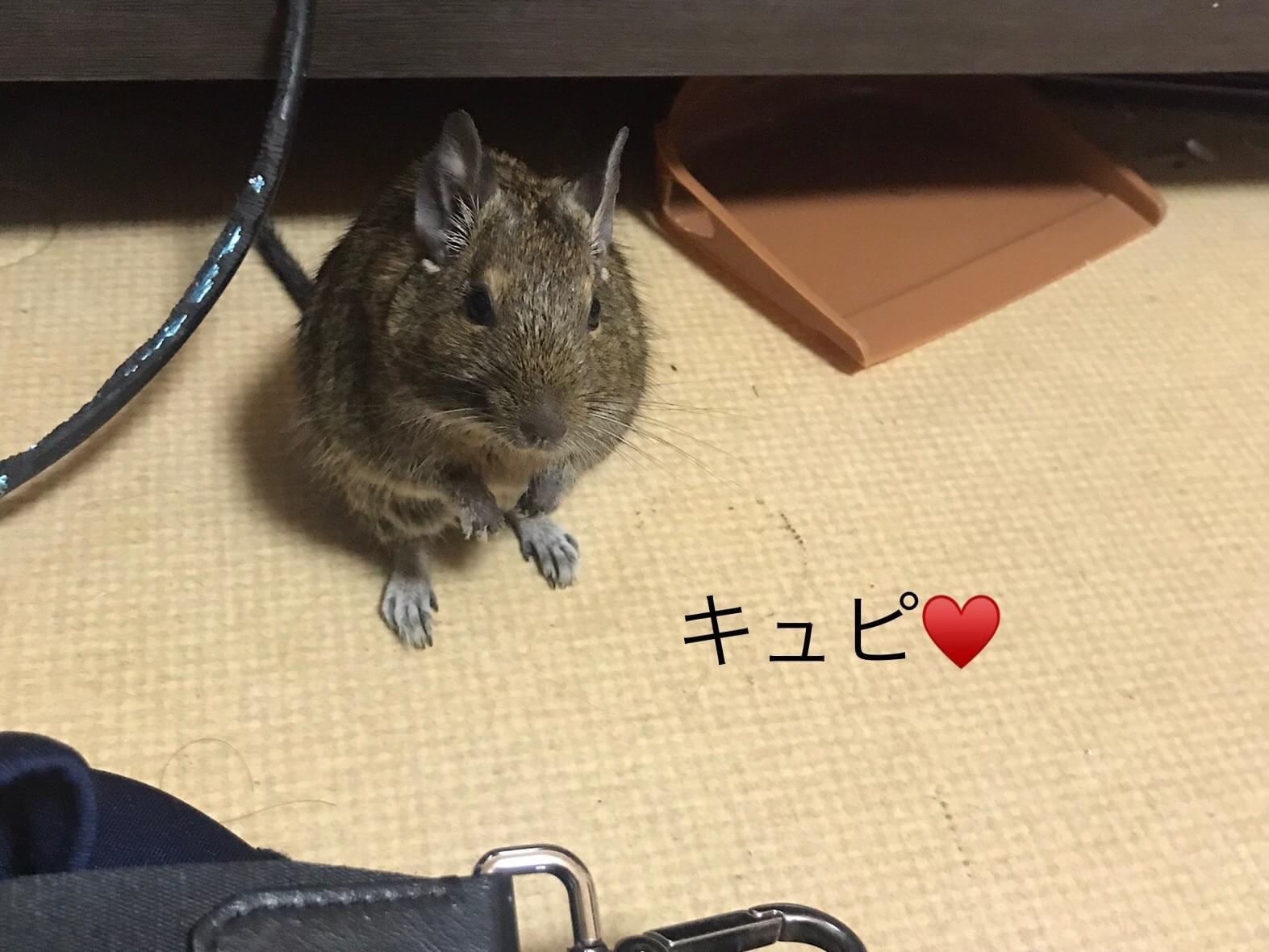 ジェンちゃん ジェンちゃん