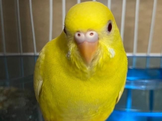 ジョジョちゃん