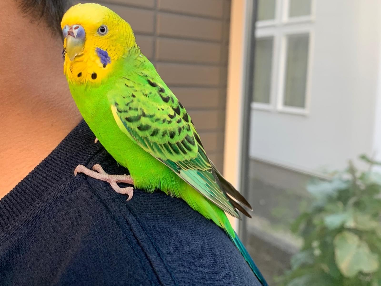 保護された鳥 保護された鳥