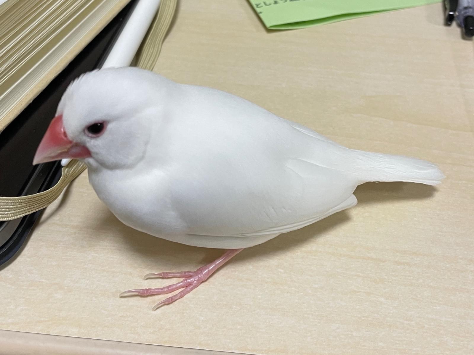 むぎちゃん むぎちゃん