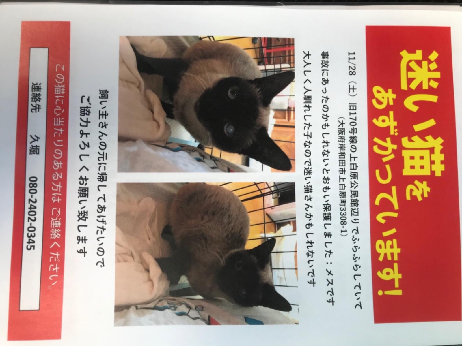 保護された猫 保護された猫