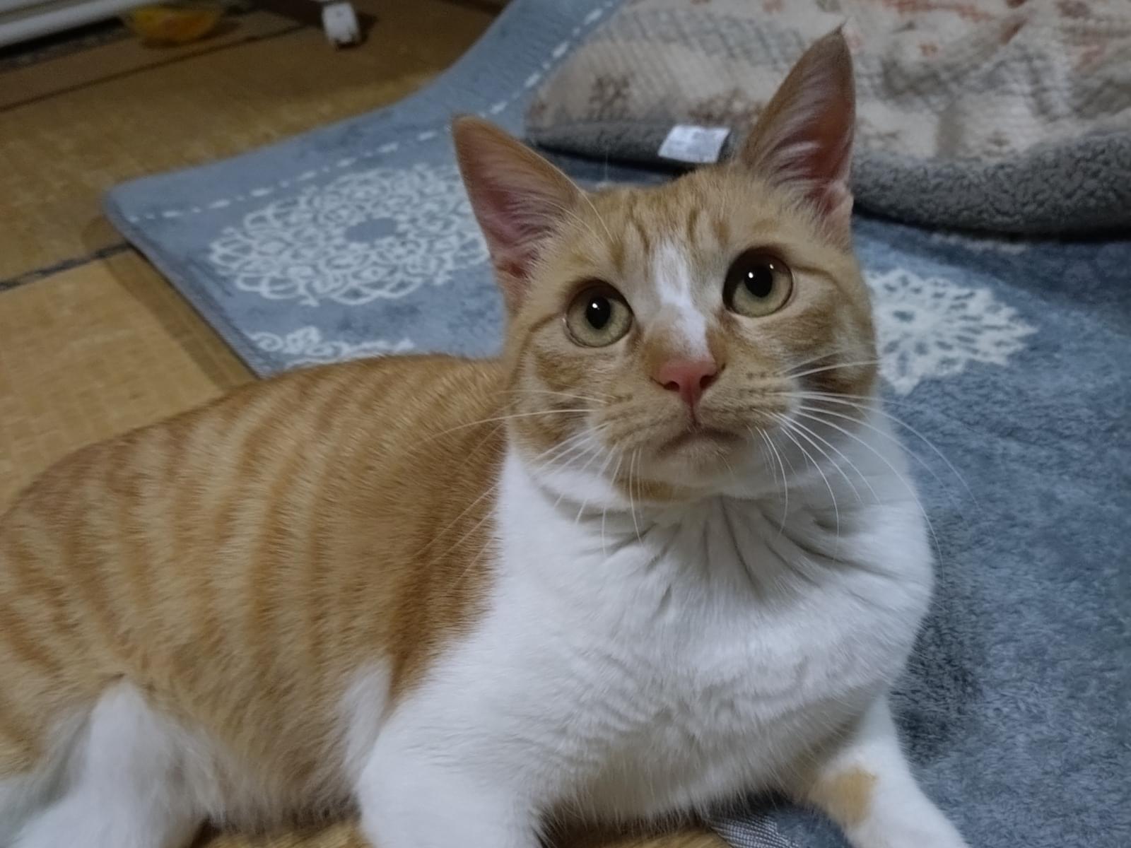 むぎちゃん むぎちゃん