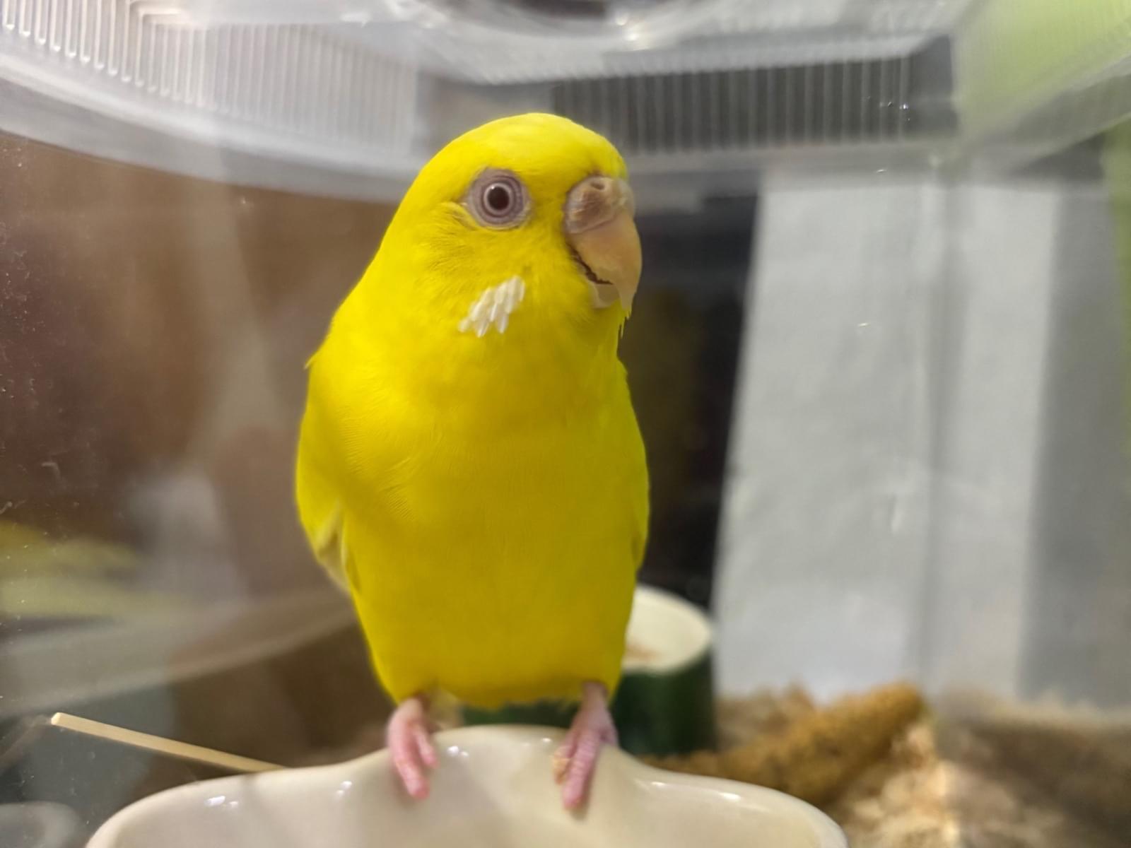 保護された鳥 保護された鳥
