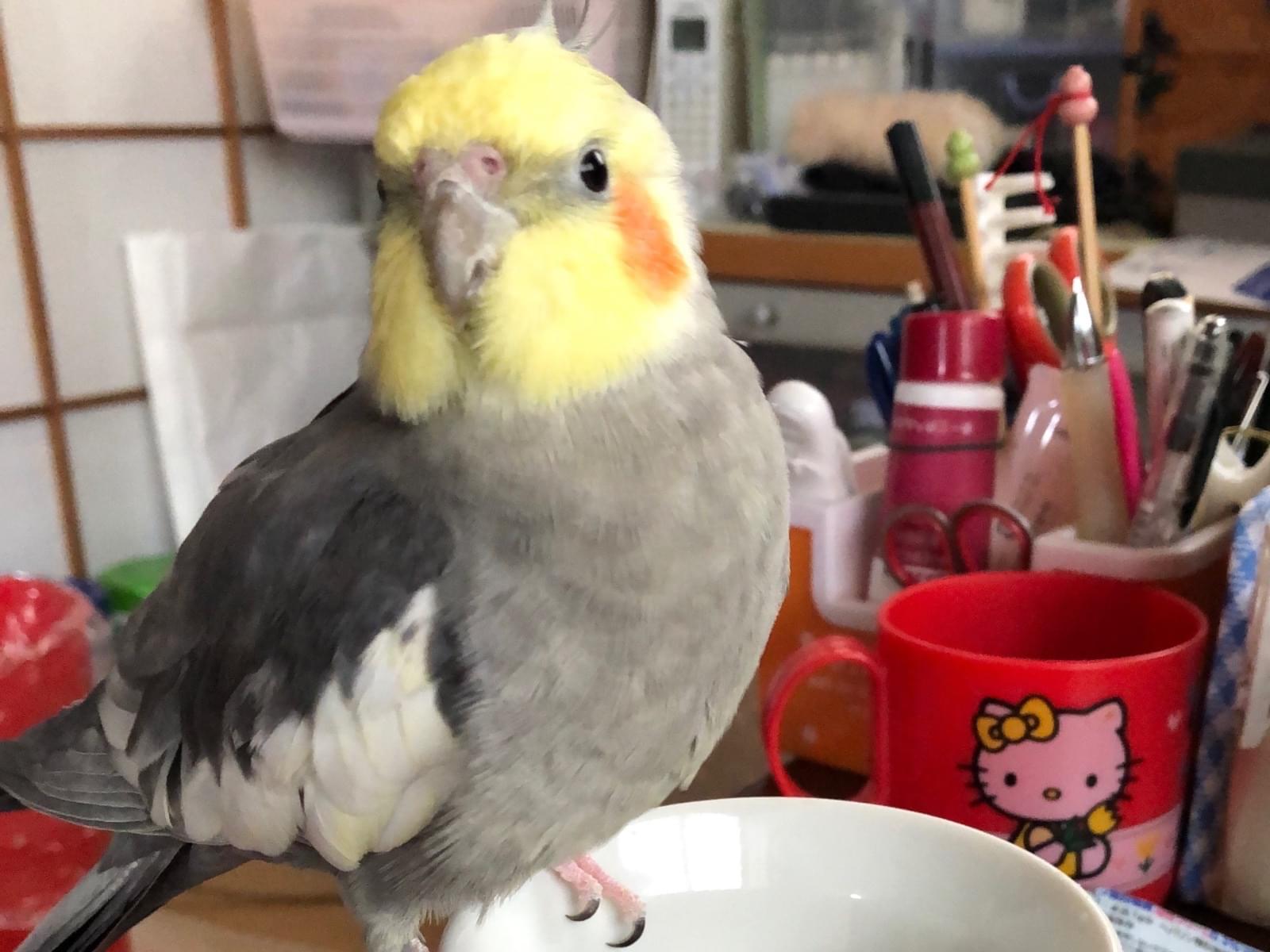 リリちゃん リリちゃん